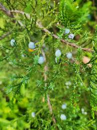 Image result for Juniperus procera