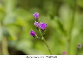 Image result for Emilia decipiens