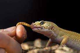 These worms should be no wider than the spaces between your geckos' eyes. What Do Leopard Geckos Eat Best Food List Diet Feeding Everything Reptiles