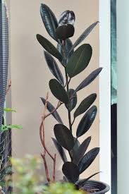 Your rubber tree is dropping leaves and you want to know what to do about it? How To Grow Rubber Tree Plants Gardener S Path