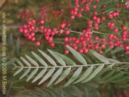 Image result for Schinus molle