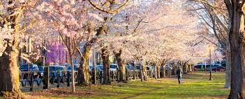 Maybe you would like to learn more about one of these? Connecticut S Spring Blossom Finder Visit Ct