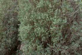 Image result for Melaleuca decussata
