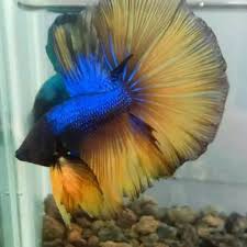 Johar baru, jakarta pusat, jakarta d.k.i. Betta Fish Ikan Cupang Halfmoon Rosetail Yellow Blue Mg Murah Cantik Shopee Indonesia