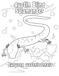 Show your kids a fun way to learn the abcs with alphabet printables they can color. Blind Salamander Coloring Page Coloring Pages Salamander Event Inspiration