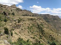 Image result for Hypoestes triflora