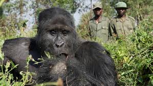 「ゴリラ」の画像検索結果
