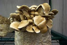 We did not find results for: Agrocybe Aegerita Black Poplar Mushrooms Easy Grow Gourmet And Medicinal Mushrooms Shroomery Message Board