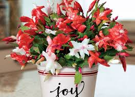 It's one of those plants increase the watering slightly in autumn when the plant is producing flower buds. Christmas Cactus Care Tips Home And Garden Decoration Ideas My Desired Home