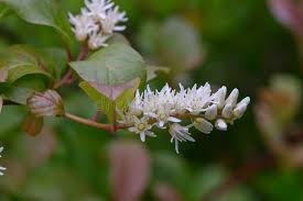 Image result for Iteaceae