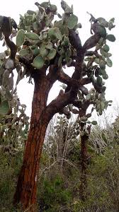 In hot deserts, cacti increase water intake through roots and minimize the loss by reducing leaf amount or size. Guide To Galapagos Plants Ever In Transit Plants Galapagos Opuntia Cactus