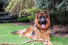 See more of long haired german shepherd puppies on facebook. Your Inside Scoop To The Remarkable Long Haired German Shepherd Animalso