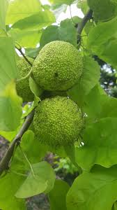 Image result for Maclura