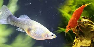 Guppy Fish And Cherry Shrimp Can You Keep Them In Same