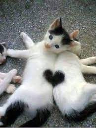 happy valentine s day sevimli hayvan yavrulari evcil hayvanlar komik hayvan