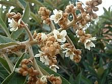 This is a descendant of the original tea plant, first used in china thousands of years ago for medicinal. Loquat Wikipedia