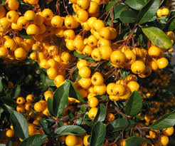 Image result for Pyracantha