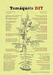 Infografia Tomateras Bio Intensivas Plantas De Tomate Hidroponia Casera Hidroponia