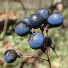 Image result for Blue Cohosh
