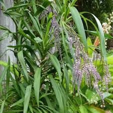 Image result for Cordyline stricta