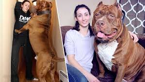 His owner, marlon grennen, started ddk9s in 2004. Er Wachst Noch Pitbull Hulk Bringt 80 Kilogramm Auf Die Waage Krone At