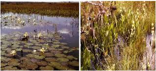 Image result for Hydrothauma manicatum