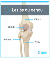 Il fait 3 cm de long environ et un diamètre de 14 mm. Douleur Au Genou Qu Est Ce Que C Est Reflex Osteo