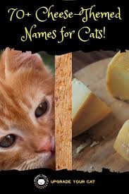 70 Unique Cheese Names For Cats Upgrade Your Cat Cheese Names Pet Names Dog Names