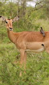 About Wild Animals Why An Oxpecker Sits On Top Of Large Animals Animals Large Animals Animals Wild
