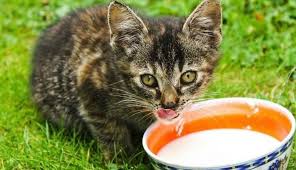 Can Cats Drink Lactose Free Milk Alimentazione Del Gatto Gatti Animali Domestici