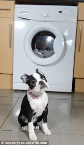 Elena is the sweetest boston terrier puppy. Boston Terrier Puppy Survives 30 Minutes In Tumble Drier After 2 Year Old Girl Shut Her In Daily Mail Online