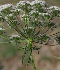 Wild Plants Of Malta Gozo Plant Ammi Majus Bullwort Wild Plants Flower Pictures Small Flowers