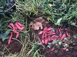 Sweet potatoes are the healthy root vegetable that everyone loves. How To Grow A Massive Sweet Potato Harvest With Diy Containers Gardening Channel