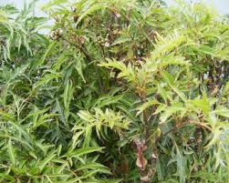Image result for Polyscias fruticosa
