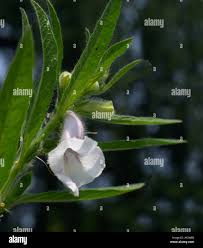 Image result for Pedaliaceae