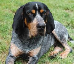 We are not 100% sure of the breeds but believe to be a type hound mix with bluetick coonhound mix. Bluetick Coonhound Learn About The Racoon Hunting Dog All Things Dogs All Things Dogs