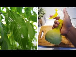 200 gram bawang putih 3 sudu besar ketumbar 500ml. Download Pokok Cili Rosak 3gp Mp4 Codedfilm