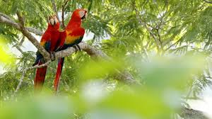 Costa rica präsentiert sich mit einer vielfalt, die jeden verzaubert. Paula Und Die Wilden Tiere Die Bunten Vogel Costa Ricas Anna Paula Pia Und Die Wilden Tiere Wilde Natur Schauen Br Kinder Eure Startseite