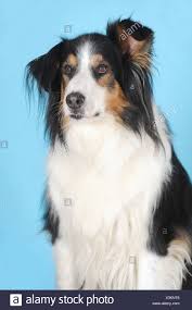 Is it more like the border collie or the bernese mountain dog? Border Collie Bernese Mountain Dog Off 66 Www Usushimd Com