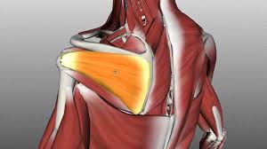 Three bones come together at the shoulder joint. Rotator Cuff Tutorial Anatomy Tutorial Youtube