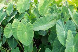 Elephant ear plants need bright sunshine. Elephant Ear Disease Symptoms Tips On Treating Diseases Of Elephant Ear