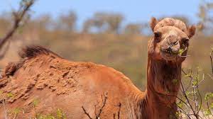 There are two types of camels: Man Dog And Five Camels Rescued From Fall In Australian Bush Bbc News