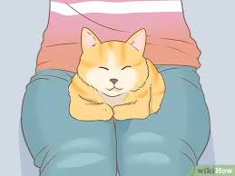 Soft and comfortable for cats, rubber is also fairly durable, lasting as long as q. How To Put Nail Caps On Your Cat 10 Steps With Pictures