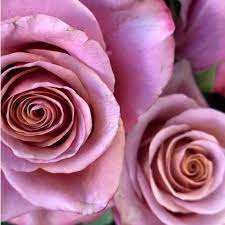 It is drought tolerant (meaning it will thrive in. Purple Blue Moon Roses Wholesale Flowers Diy Wedding Flowers