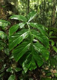 Image result for Cercestis congensis