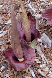 Image result for Amorphophallus abyssinicus