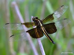 Black And Blue Widow Skimmer Dragonfly Widow Skimmer Dragonfly Dragonfly Damselfly Beautiful Butterflies