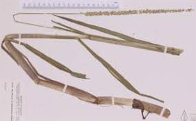 Image result for Sacciolepis rigens