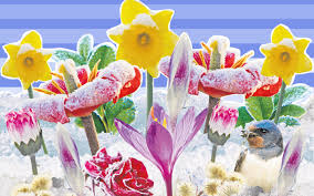In the northern hemisphere, the march equinox (aka spring equinox or vernal equinox) occurs when the sun crosses the equator line, heading north.this event marks the start of spring in the northern half of the globe. Flaming April Then Frosts Are You Ready For The Backward Spring