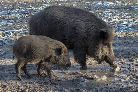 Salah satunya adalah babi hutan (sus scrofa). Gambar Alam Margasatwa Liar Binatang Menyusui Fauna Bertulang Belakang Babi Hutan Celeng Babi Domestik Babi Seperti Mamalia Peccary 5184x3456 749330 Galeri Foto Pxhere